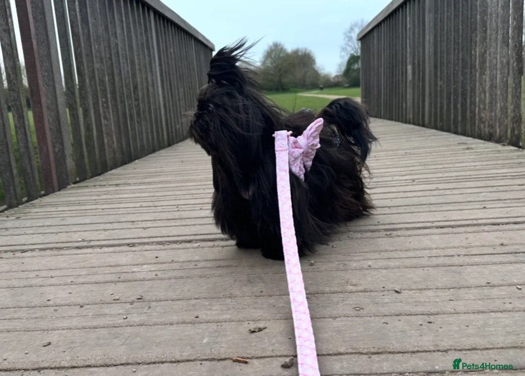 Shih Tzu dogs for stud: Proven KC Dobie Imperial Shih Tzu 👑 - Advert 6