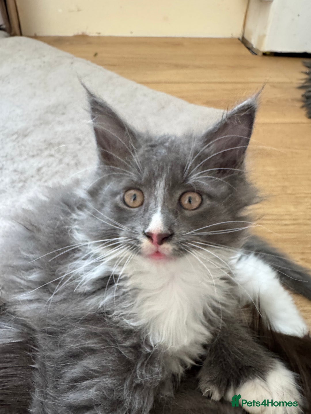 Maine Coon cats for sale: TICA registered large MaineCoon polydactyl kittens - Image 34