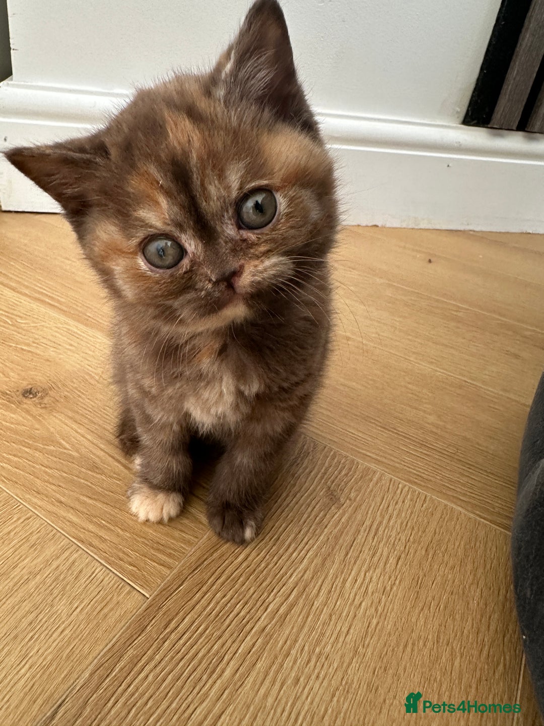 British Shorthair cats for sale: 😻LAST GORGEOUS TORTIE READY FOR NEW HOME😻🎀 - Advert 15