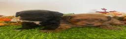 Cavapoo dogs for sale: F1 toy cavapoo puppies  - Advert 9