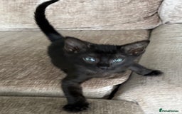 Serengeti cats for sale: Handsome tica reg black smoke male  - Image 20