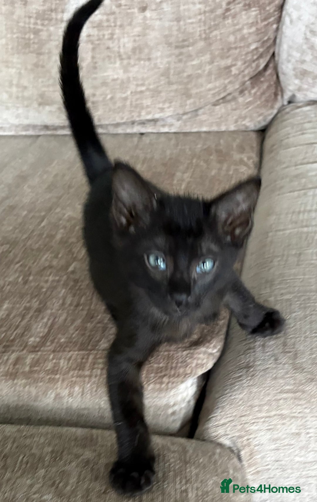 Serengeti cats for sale: Handsome tica reg black smoke male  - Image 20