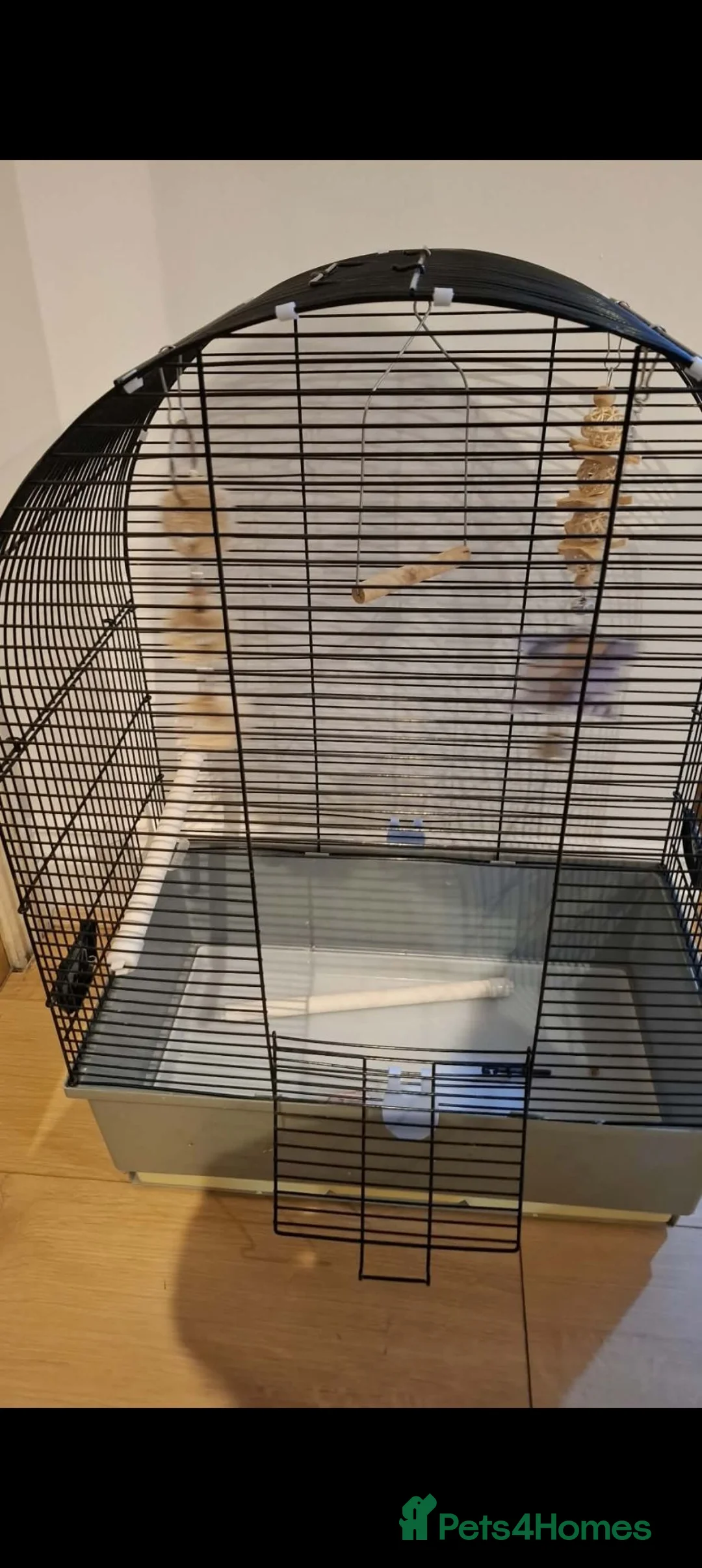 Budgerigars birds for sale: One male and one female budgie  in Purley - Advert 2