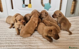 Labrador Retriever dogs for sale: THE LAST KC FOX RED GIRL READY TO LEAVE NOW  - Image 25