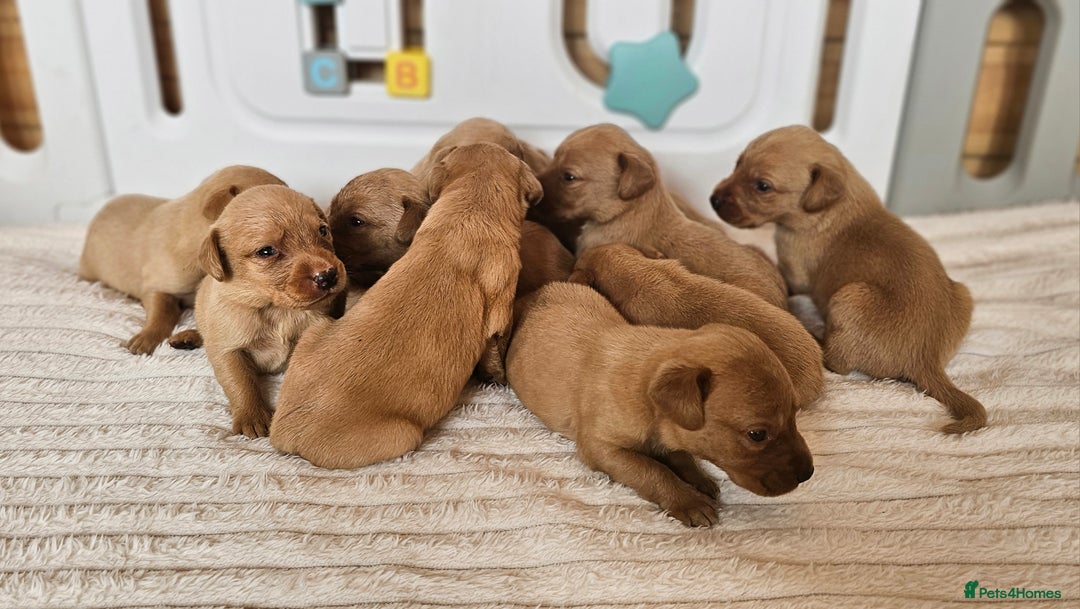 Labrador Retriever dogs for sale: THE LAST KC FOX RED GIRL READY TO LEAVE NOW  - Image 25
