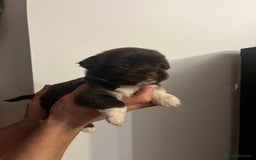 Jack Russell dogs for sale: JackRussell Puppy’s  - Image 3