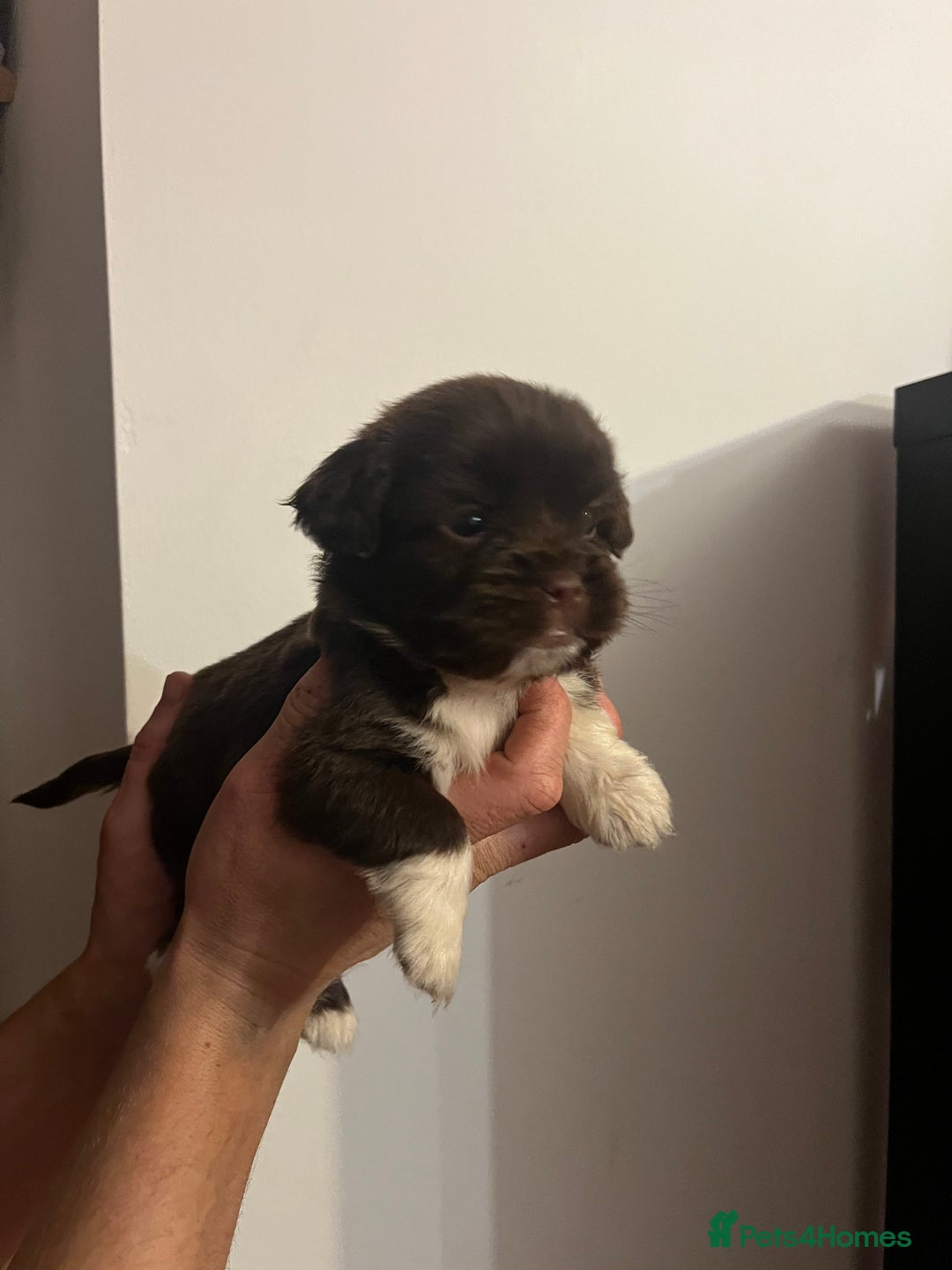 Jack Russell dogs for sale: JackRussell Puppy’s  - Image 3