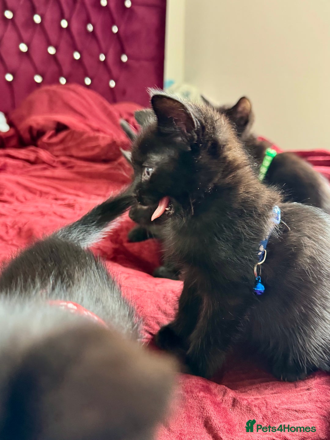 Ragdoll cats for sale: Ready now Ragdoll cross fluffy kittens 🐈‍⬛  - Image 6