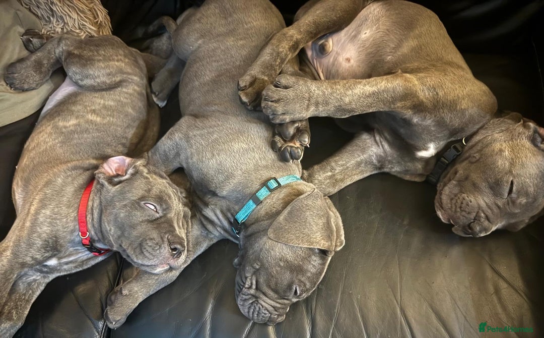 Cane Corso dogs for sale: Cane corso  - Image 2