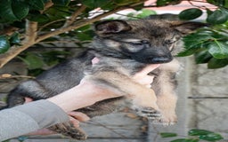 German Shepherd dogs for sale: German Shepherd Puppies - Image 33