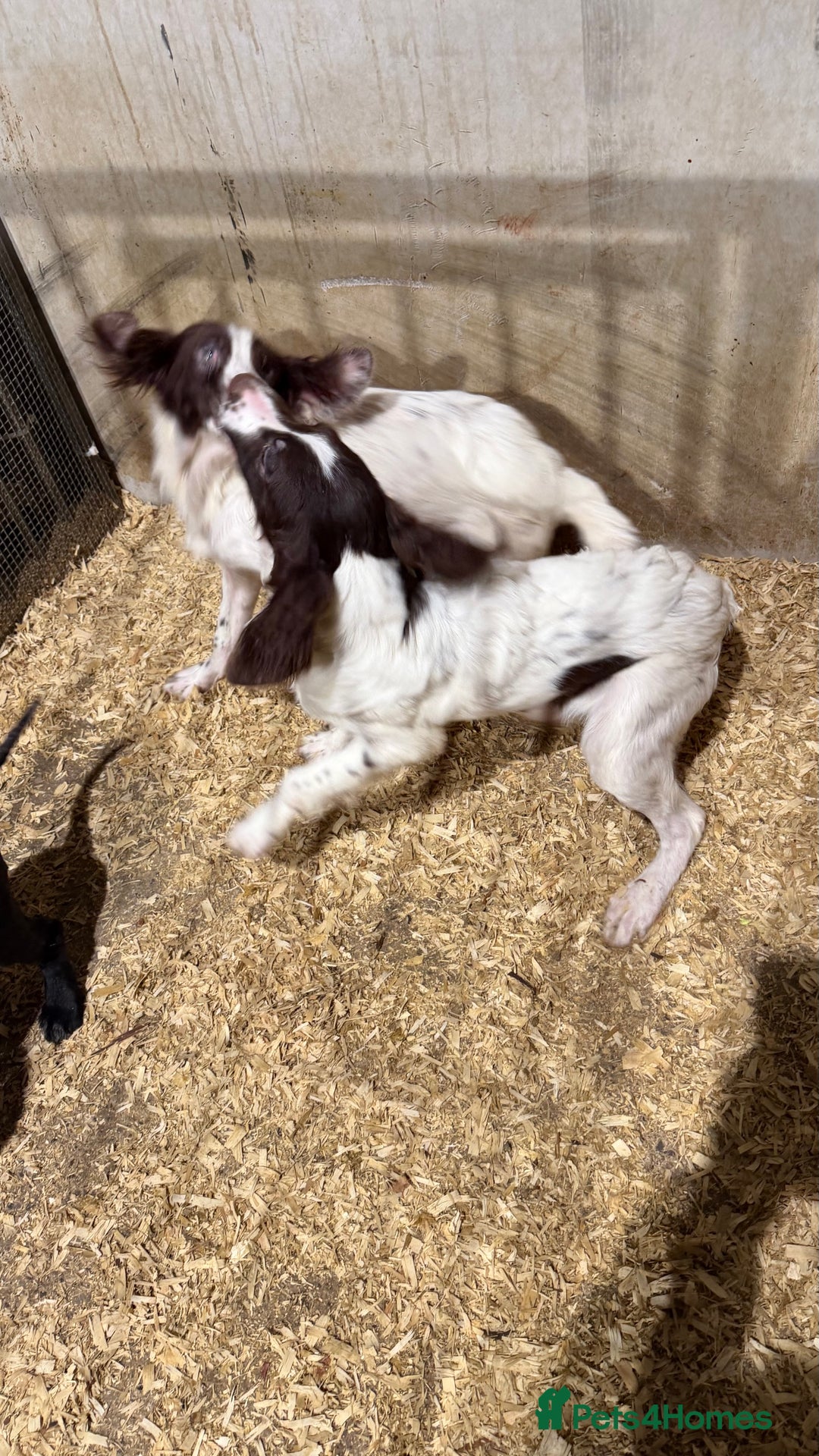 English Springer Spaniel dogs for sale: English Springer Spaniels  - Advert 5