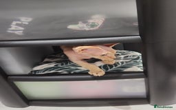 Sphynx cats for sale: 3 Lovely Canadian Sphynx kittens - Image 7