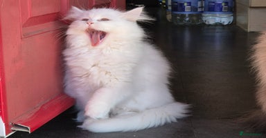 Mixed Breed cats - Advert 16