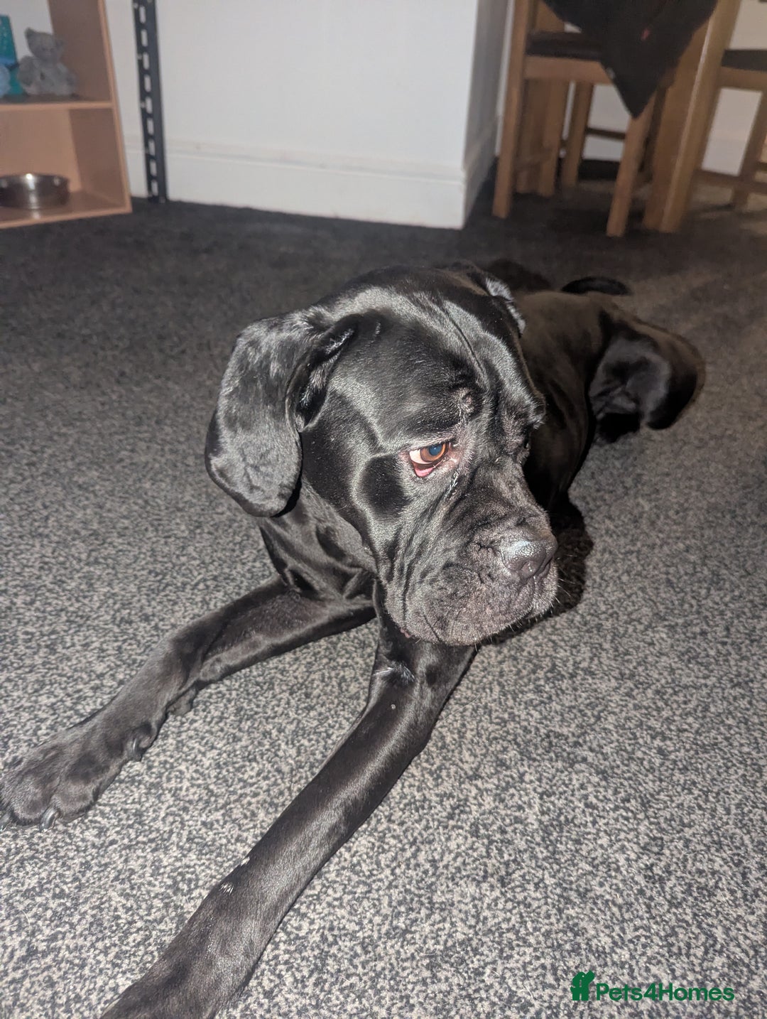 Cane Corso dogs for sale: Cane Corso  - Image 2