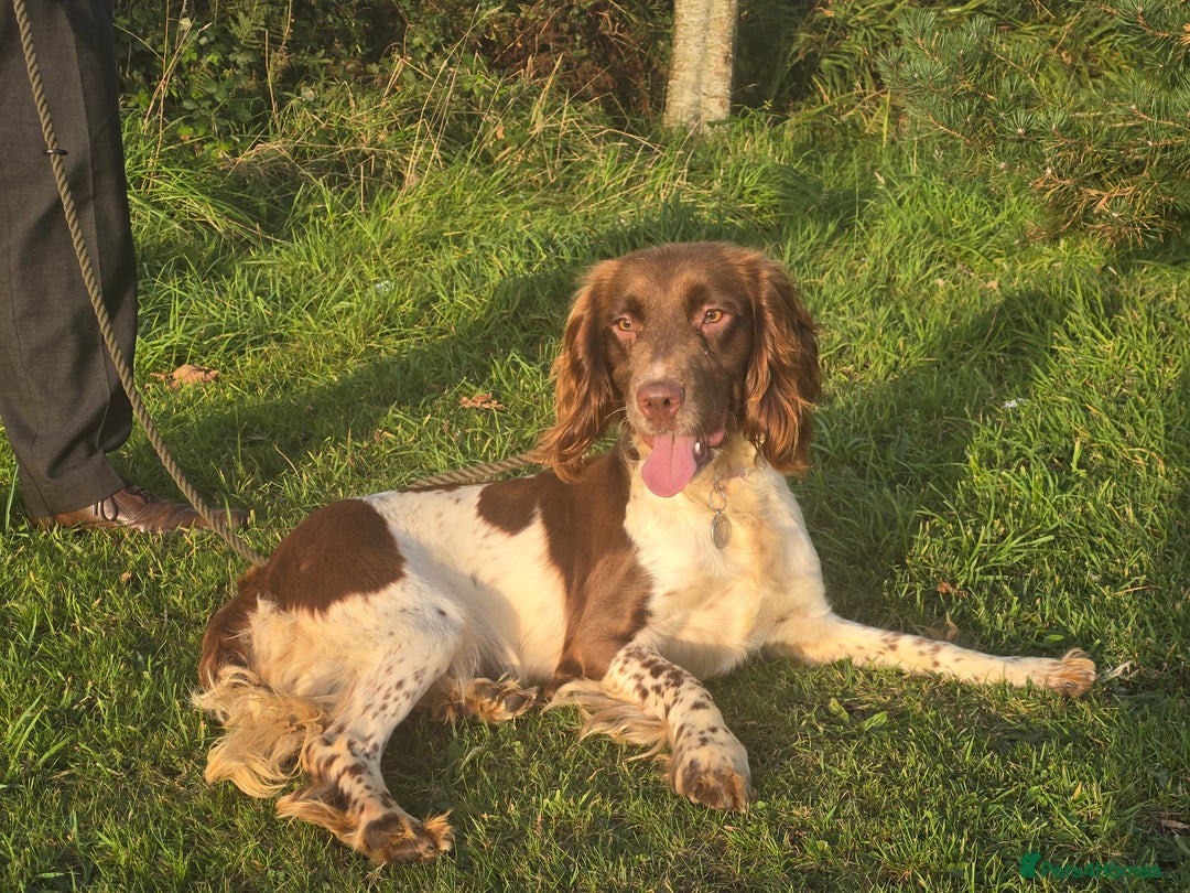 English Springer Spaniel dogs for sale: KC Health Tested Pups ready Nov 25 - Image 10