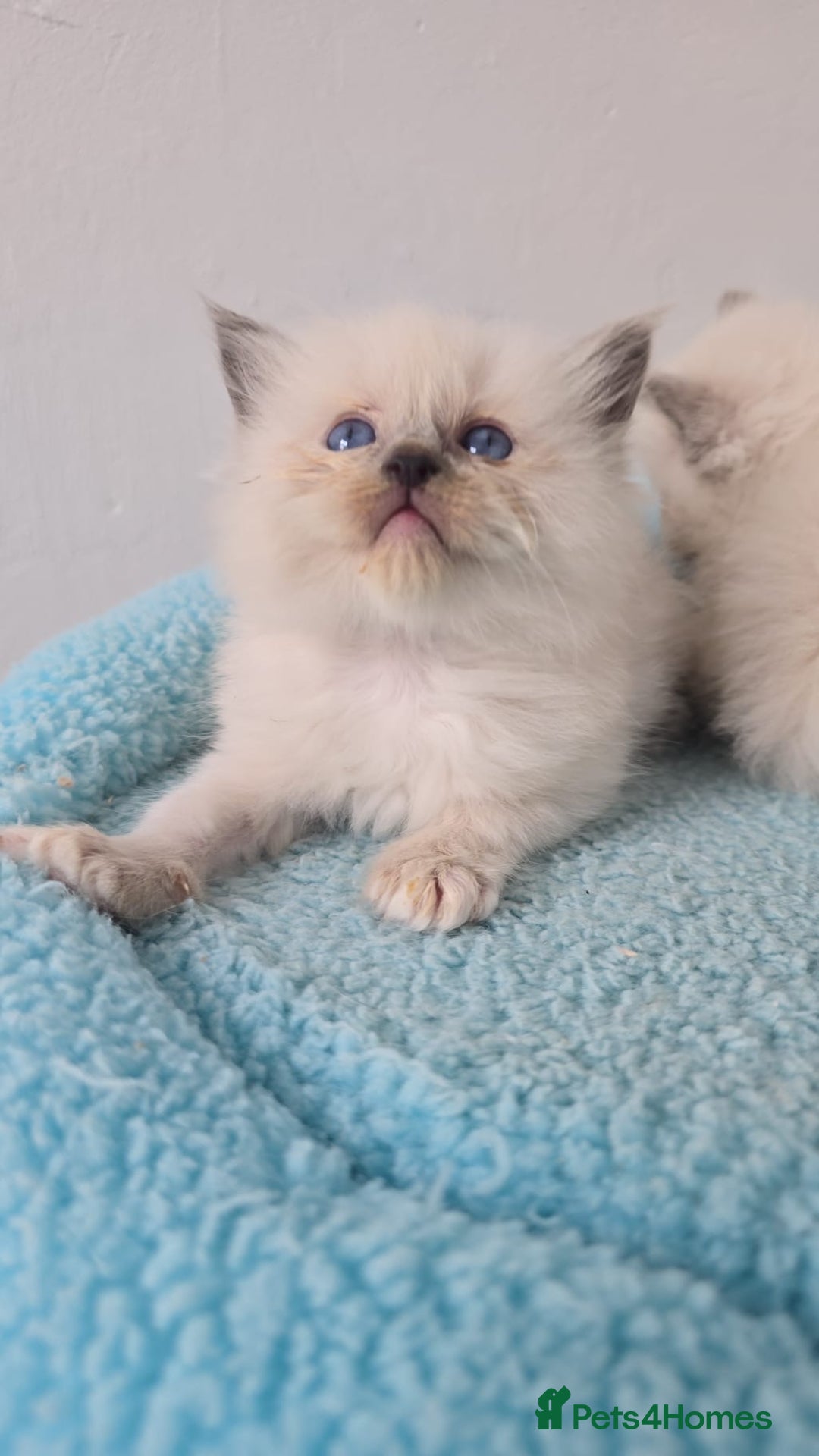 Ragdoll cats for sale: Irresistable Blue Mitted Ragdoll Kittens🙀😻🙀 - Image 25