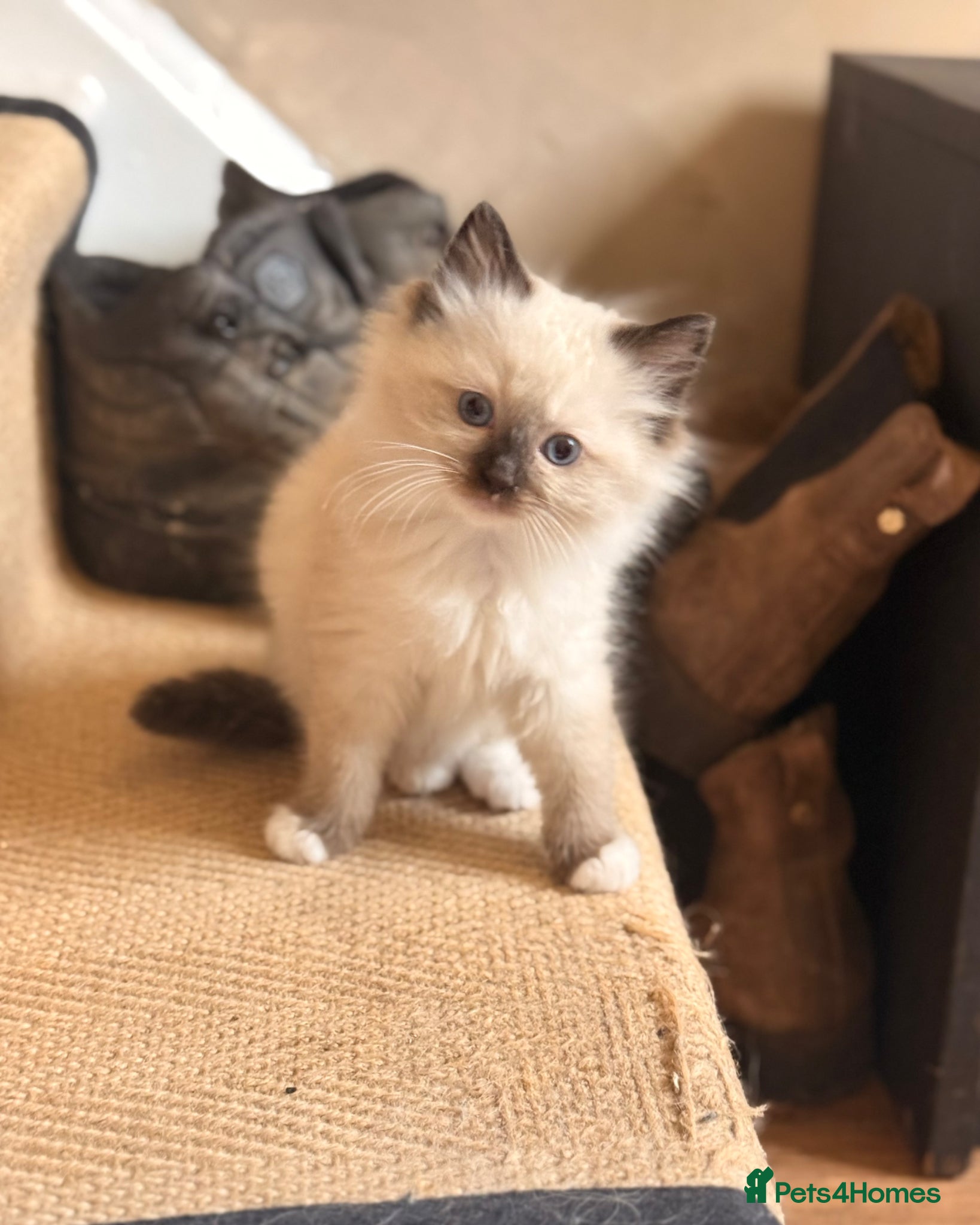 Ragdoll cats Stunning Ragdoll kittens (last girl left) - Advert 1