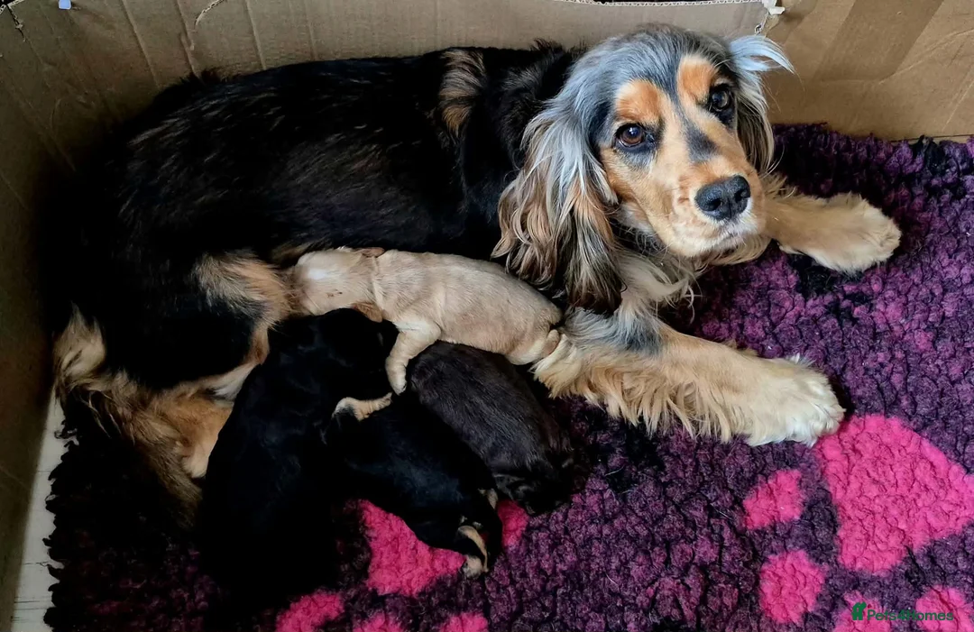 Cocker Spaniel dogs for sale: 1 Chocolate show type boy left - Advert 2