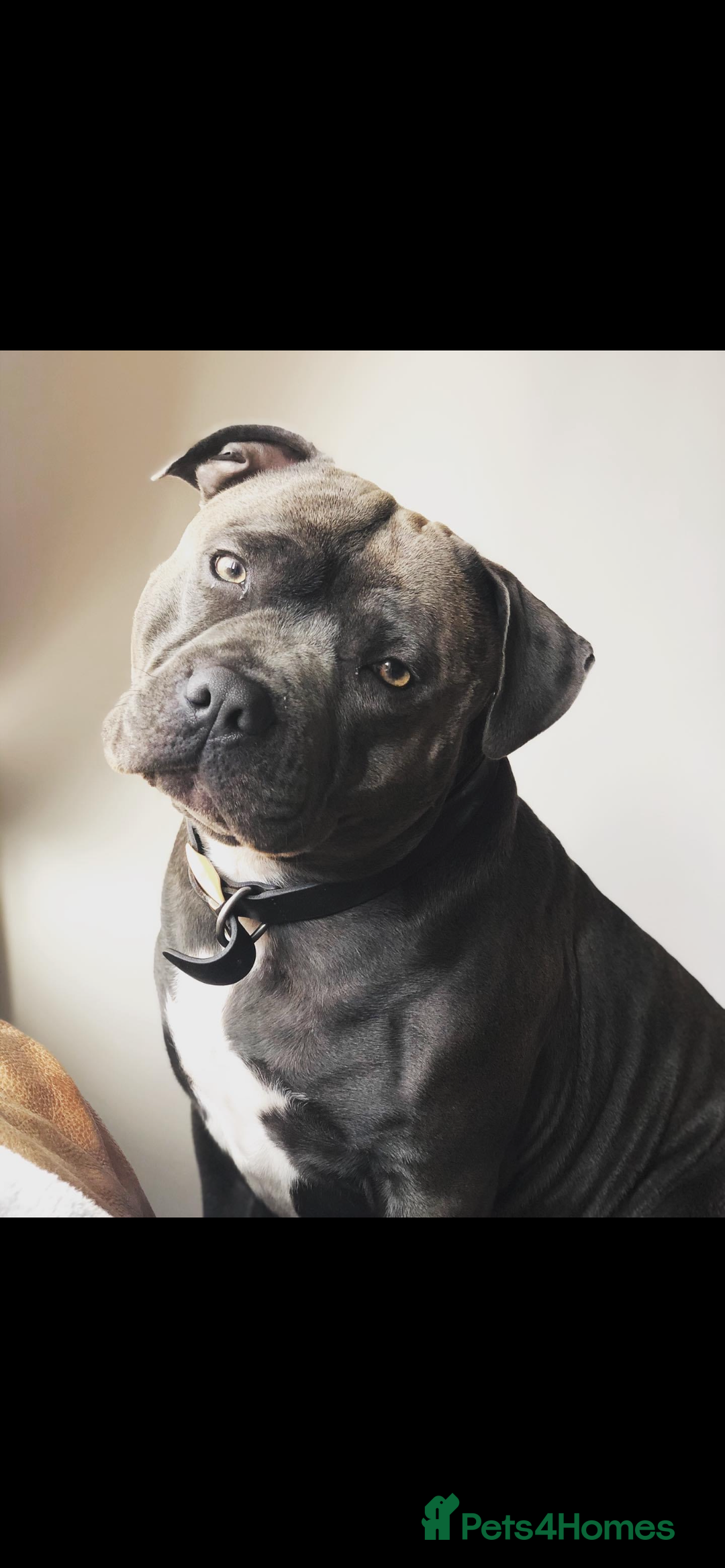 Staffordshire Bull Terrier dogs for stud: KC PROVEN Blue Staffordshire Bull Terrier for STUD in Wakefield - Advert 2