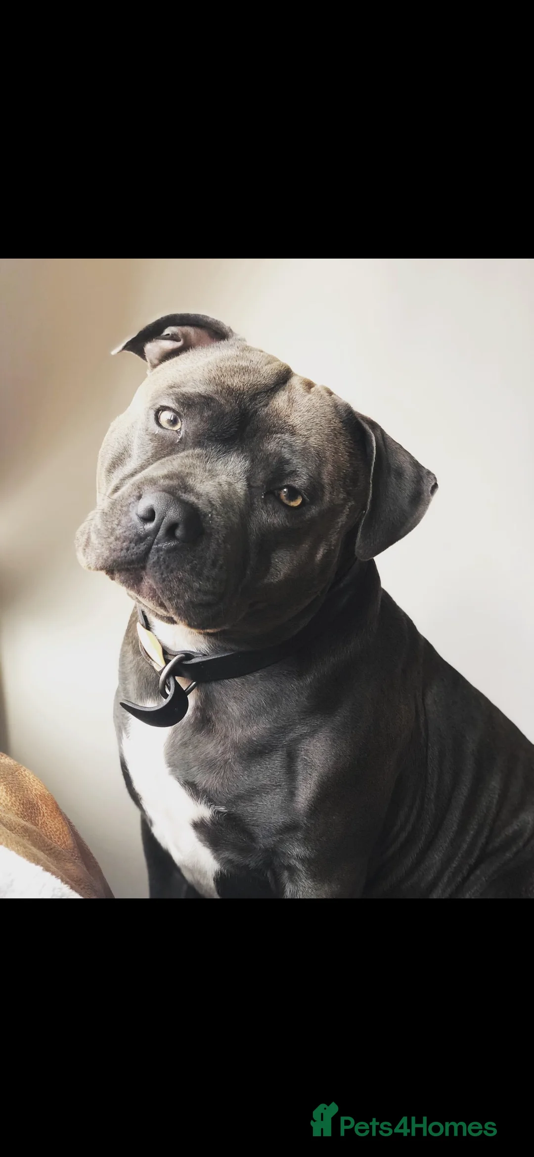 Staffordshire Bull Terrier dogs for stud: KC PROVEN Blue Staffordshire Bull Terrier for STUD in Wakefield - Advert 2