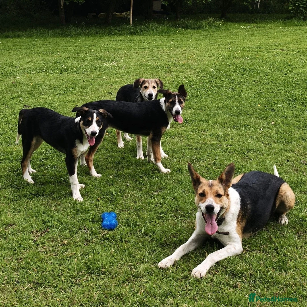 Border Collie dogs for sale: Tri Coloured Border Collie Pups - Advert 2