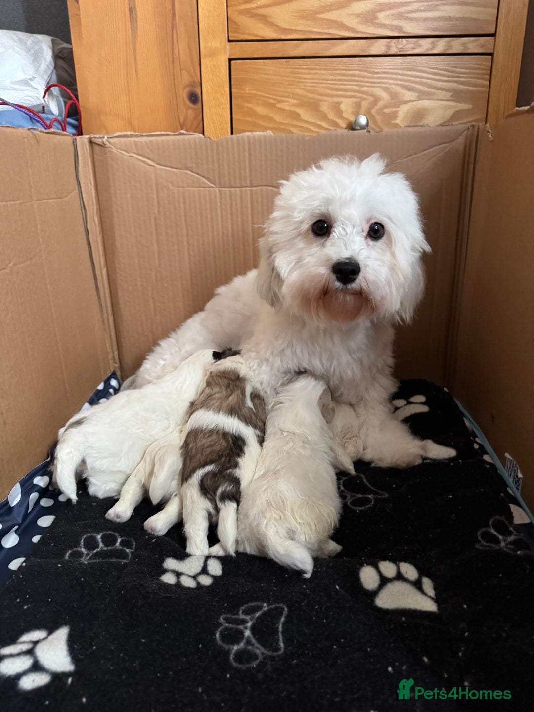 Mixed Breed dogs for sale: Maltese Cross Puppies for Sale  - Image 23