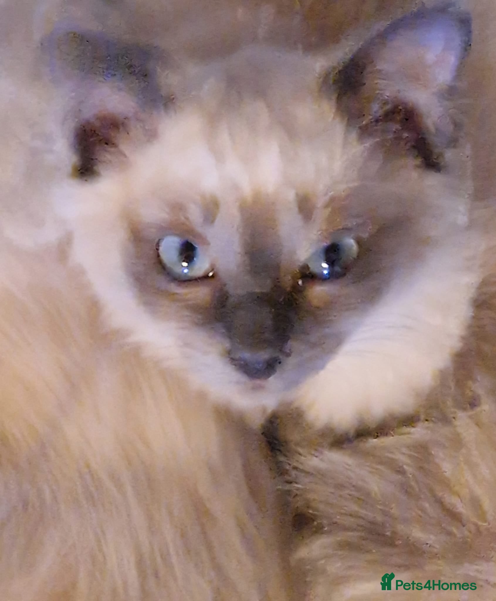 Ragdoll cats Ragdoll kittens - Advert 1