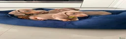 Miniature Dachshund dogs for sale: Miniature Dachshund Puppies in Bradford - Advert 16