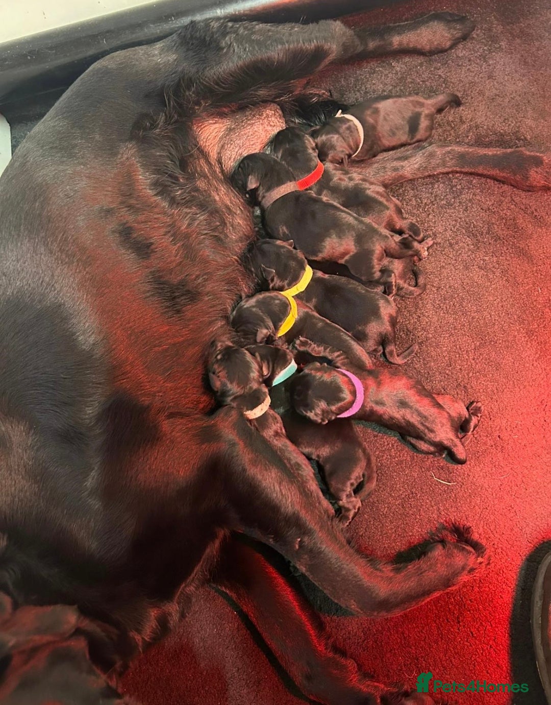 Labrador Retriever dogs for sale: Beautiful Working Black Labradors 🐾🐾 - Advert 14