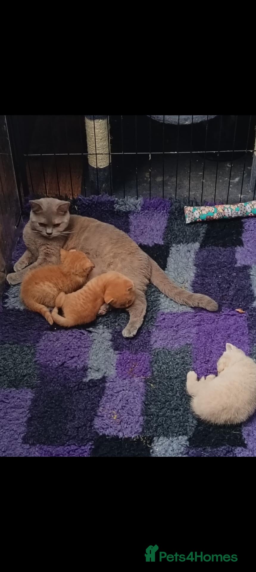 British Shorthair cats for sale: *TICA Reg'd Kittens*Health Tested Parents* - Advert 4
