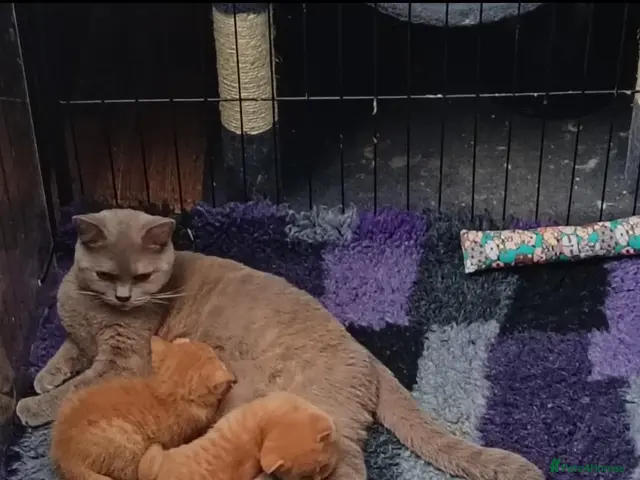 British Shorthair cats for sale: *TICA Reg'd Kittens*Health Tested Parents* - Advert 4
