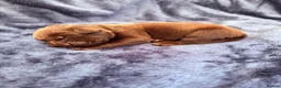 Labrador Retriever dogs for sale: Chocolate Labrador Puppies in Spalding - Advert 8