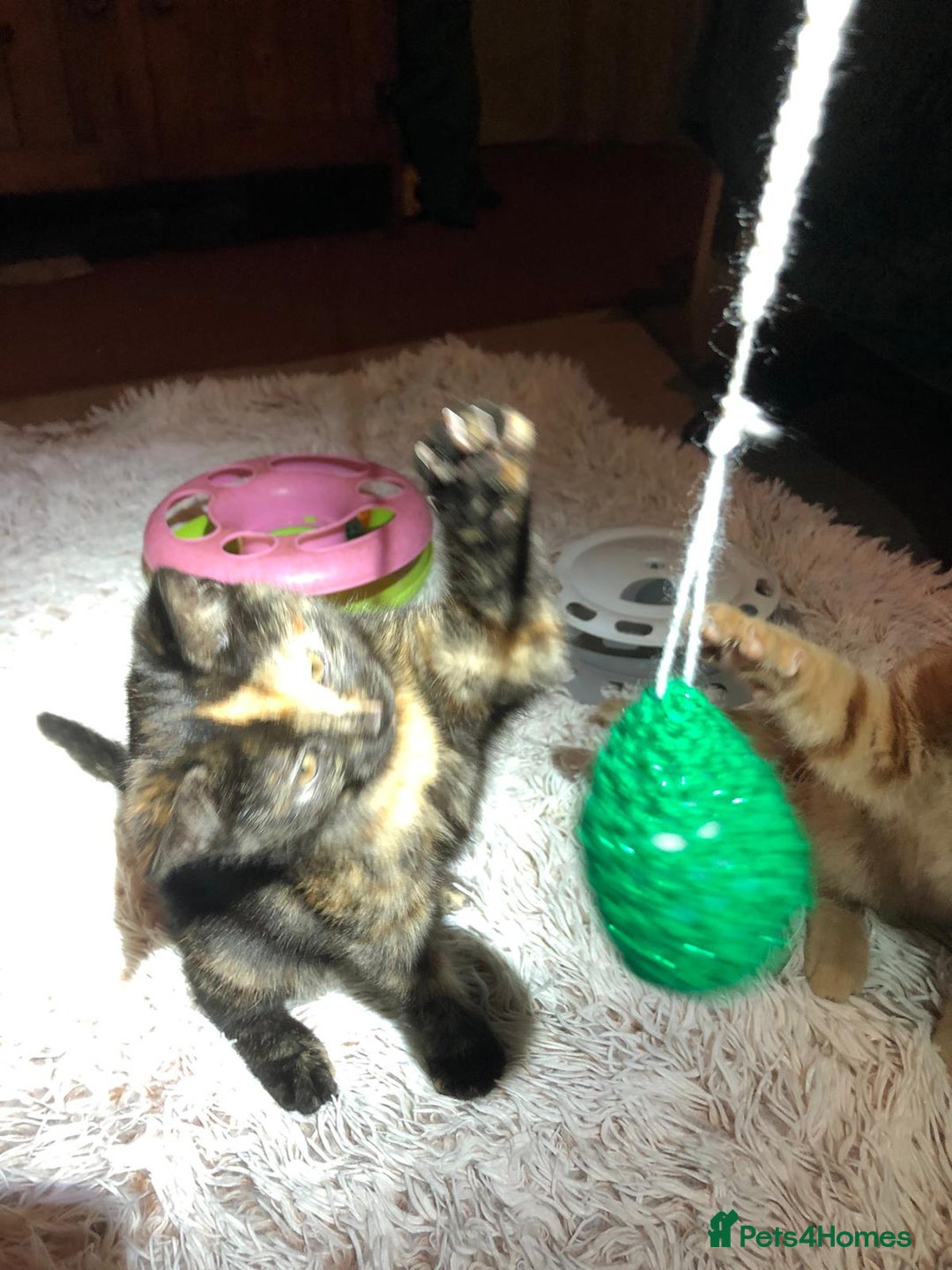 Mixed Breed cats for sale: 3 beautiful kittens looking for loving homes - Advert 10