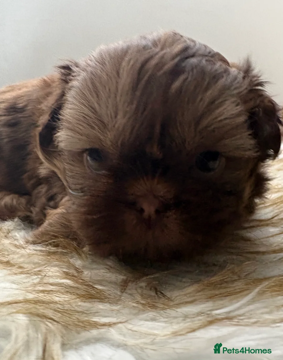 Shih Tzu dogs for sale: 3 Beautiful Puppys - Advert 15