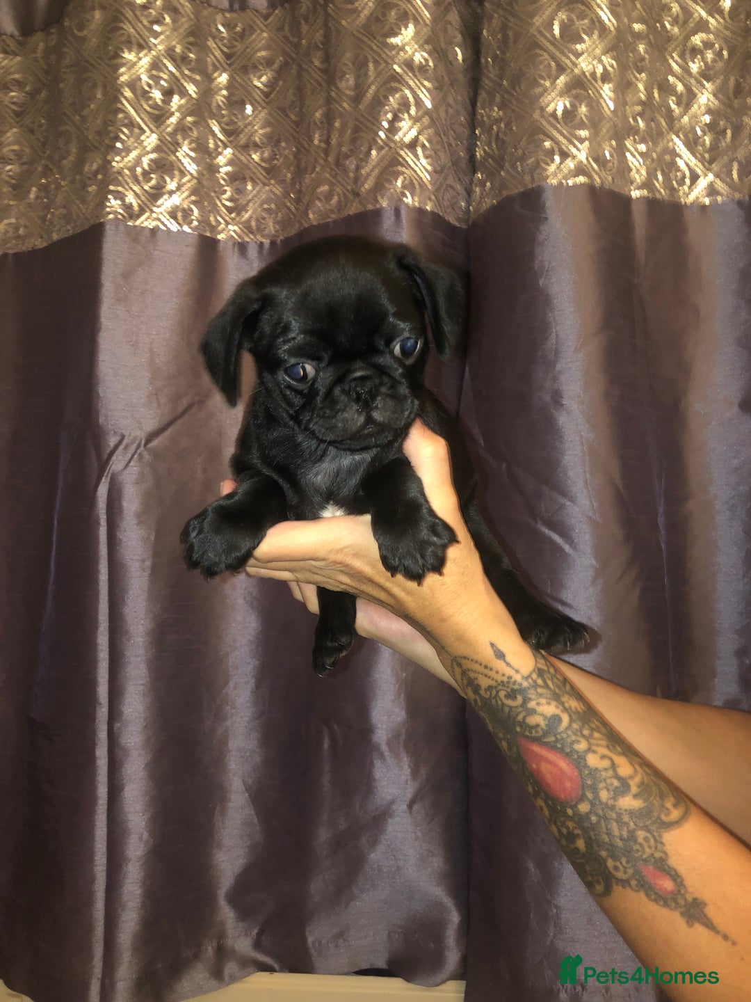 Pug dogs for sale: Pug puppies - Image 4