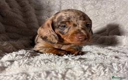 Dachshund dogs for sale: Litter of 5 beautiful dachshund pups for sale. - Image 9