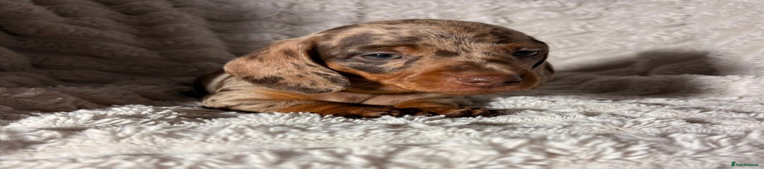 Dachshund Puppy 1