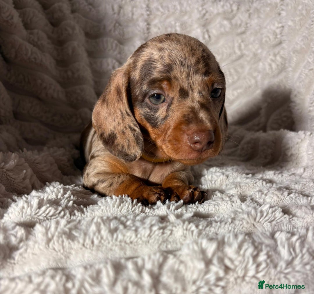 Dachshund dogs for sale: Litter of 5 beautiful dachshund pups for sale. - Image 9