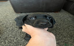 Mixed Breed dogs for sale: Docker Puppies For Sale🐶 - Image 6