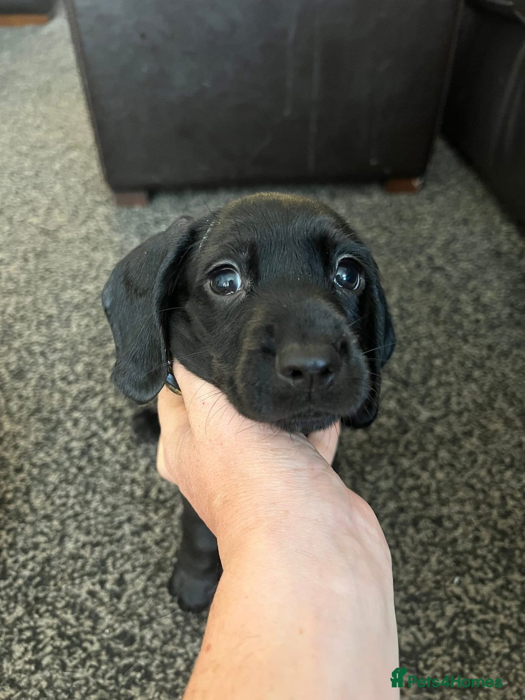 Mixed Breed dogs for sale: Docker Puppies For Sale🐶 - Image 6