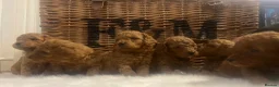 Cavapoo dogs for sale: Stunning deep red TOY cavapoo pups - Advert 22