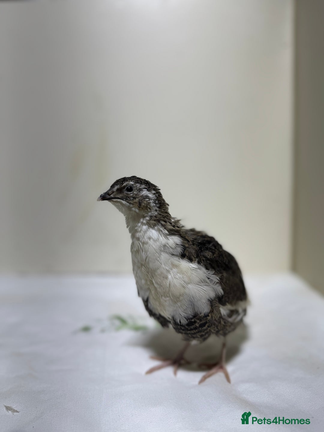 Quail poultry for sale: Quail male  - Advert 4