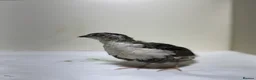 Quail poultry for sale: Mix Quails in different colours and sizes  - Advert 5