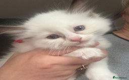 Ragdoll cats for sale: Gorgeous Ragdoll type Kitten - Image 8