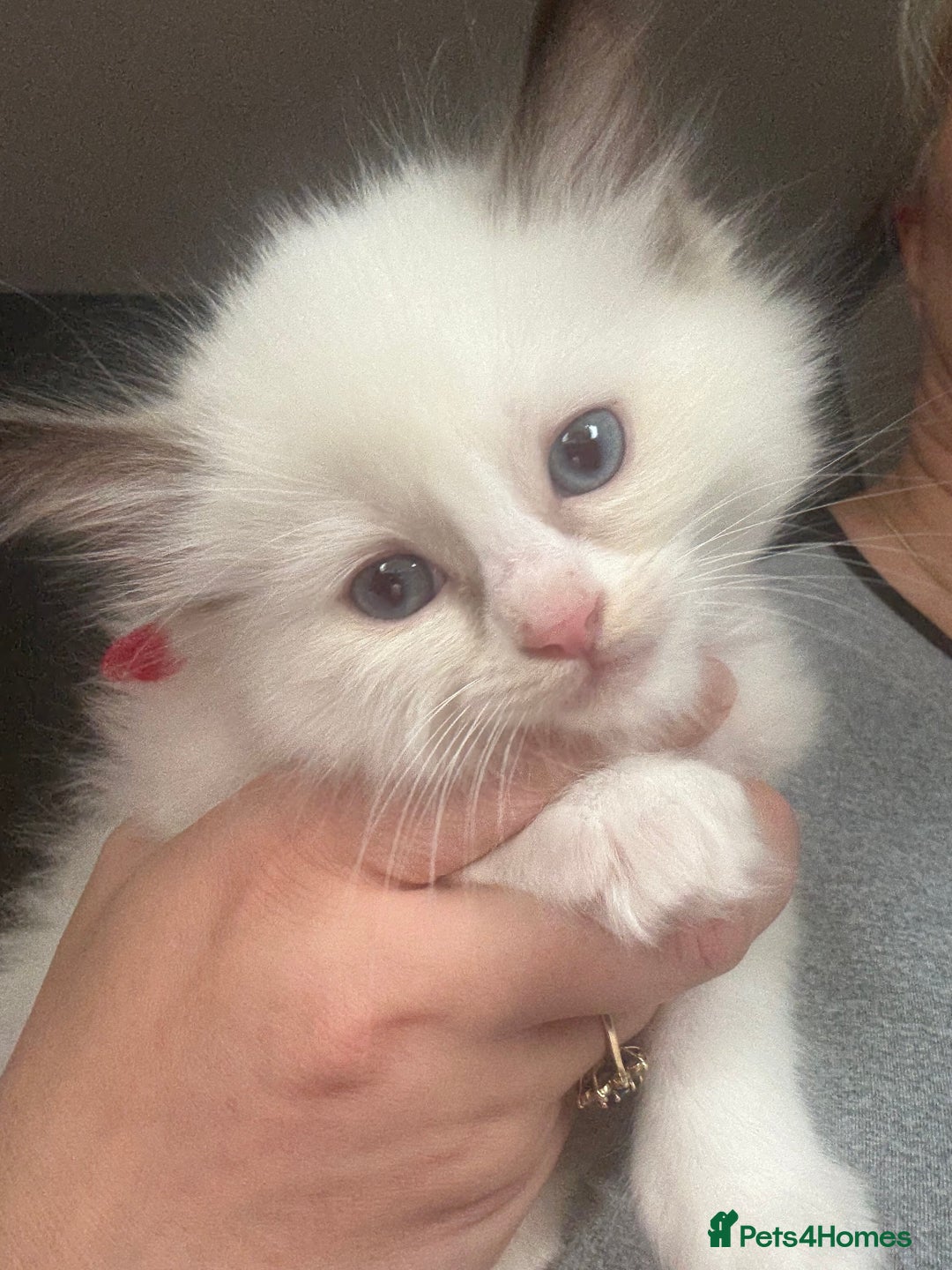 Ragdoll cats for sale: Gorgeous Ragdoll type Kitten - Image 8