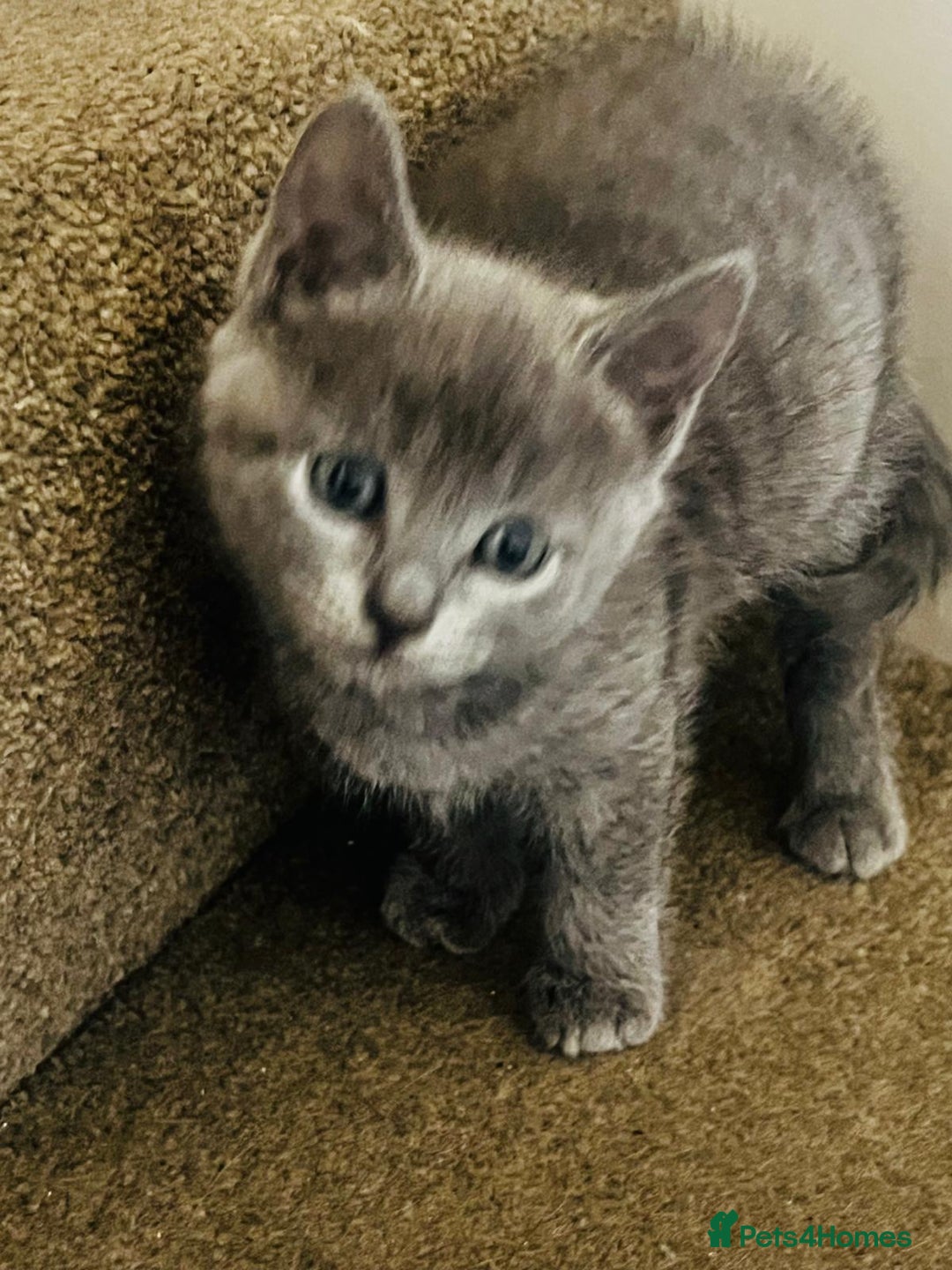 British Shorthair cats for sale: British Shorthair kitten- Female  - Image 3