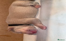American Bully dogs for sale: Pocket bullies  - Image 3