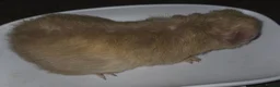 Guinea Pig rodents for sale: Baby guinea pigs  - Advert 3