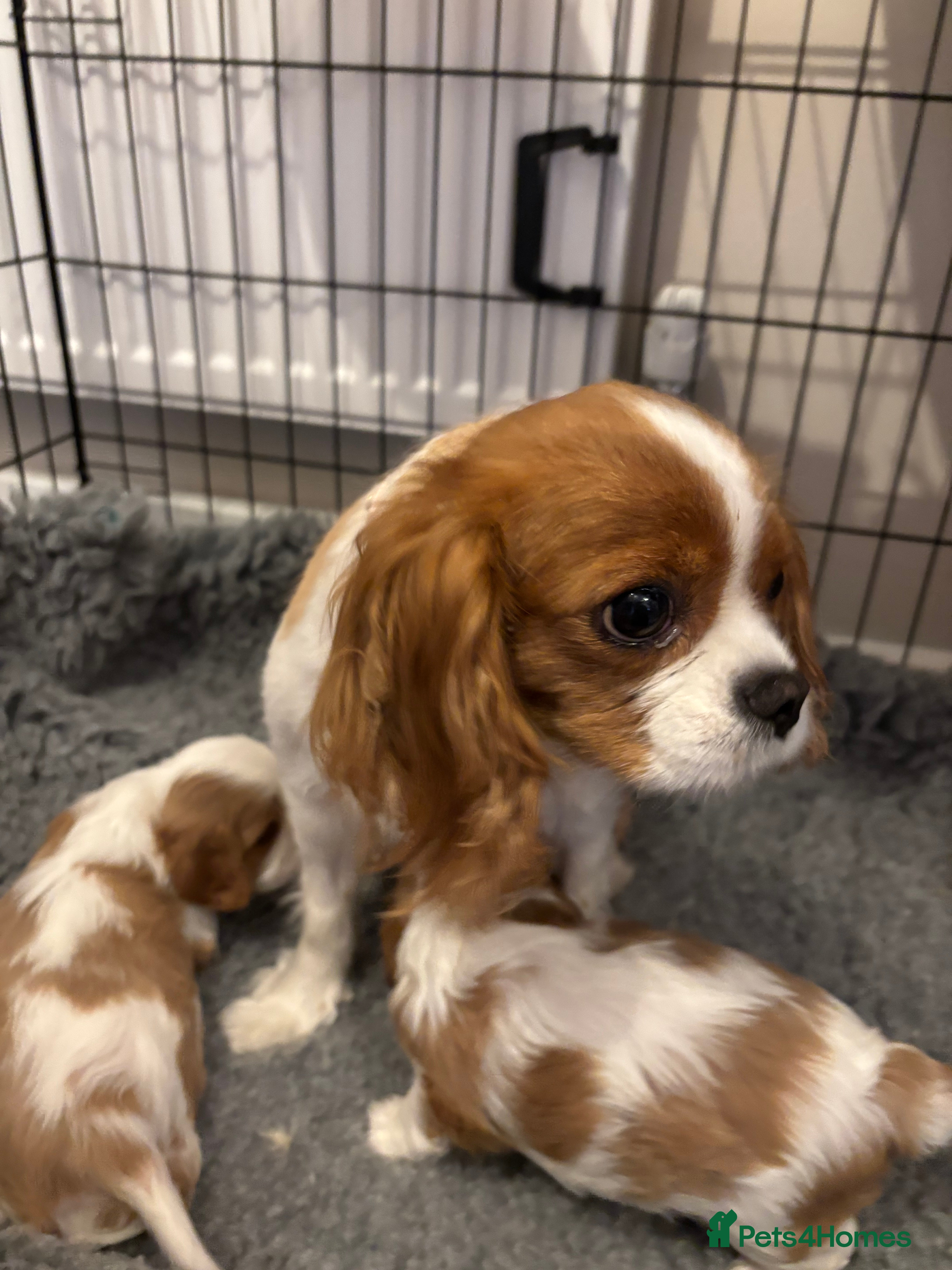 Cavalier King Charles Spaniel dogs Beautiful cavalier puppy’s  - Advert 6