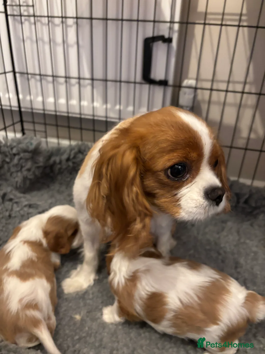 Cavalier King Charles Spaniel dogs for sale: Beautiful cavalier puppy’s  - Advert 1